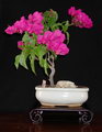 بونسای گل کاغذی